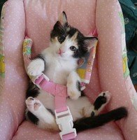 kitty in seatbelt